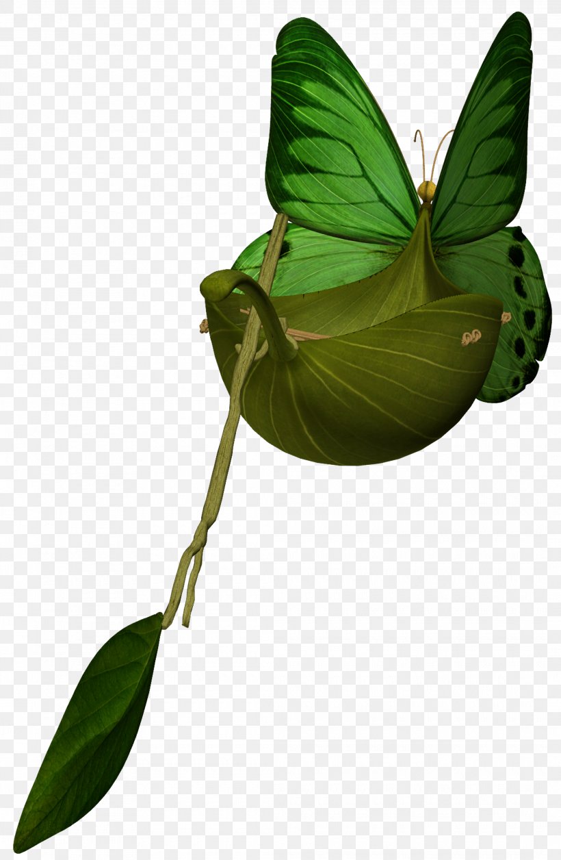 Leaf Plant Stem, PNG, 2120x3248px, Leaf, Butterfly, Insect, Invertebrate, Moths And Butterflies Download Free