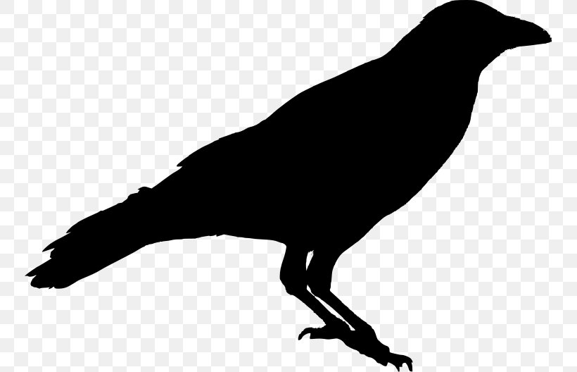 American Crow Silhouette Raven Stencil, PNG, 749x528px, American Crow, Beak, Bird, Black And White, Cartoon Download Free