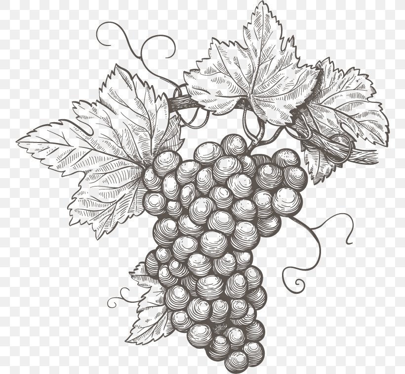 Common Grape Vine Wine Grape Leaves, PNG, 760x756px, Grape, Artwork, Black And White, Common Grape Vine, Drawing Download Free