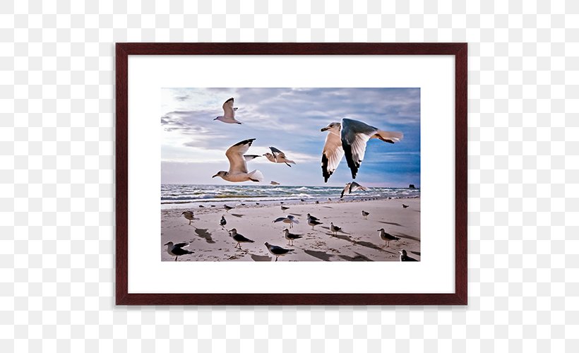 Flightless Bird Advertising Picture Frames, PNG, 700x500px, Bird, Advertising, Fauna, Flightless Bird, Picture Frame Download Free
