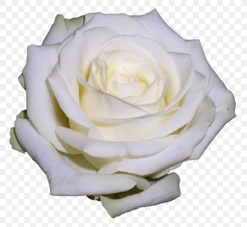 Garden Roses Cabbage Rose Floribunda Flower, PNG, 800x753px, Garden Roses, Black Rose, Cabbage Rose, Cut Flowers, Floribunda Download Free