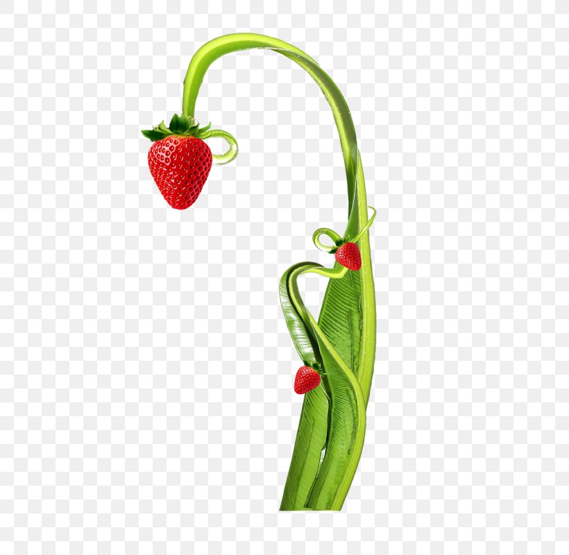 Strawberry Tree Aedmaasikas, PNG, 626x800px, Strawberry, Aedmaasikas, Bell Peppers And Chili Peppers, Cartoon, Chili Pepper Download Free