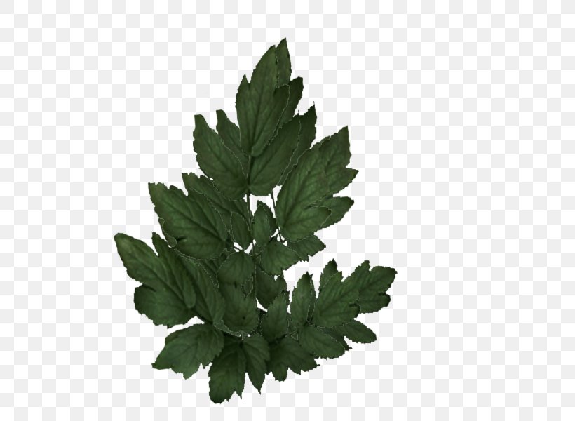 Tree Leaf Plant Herb, PNG, 800x600px, Tree, Herb, Leaf, Plant Download Free