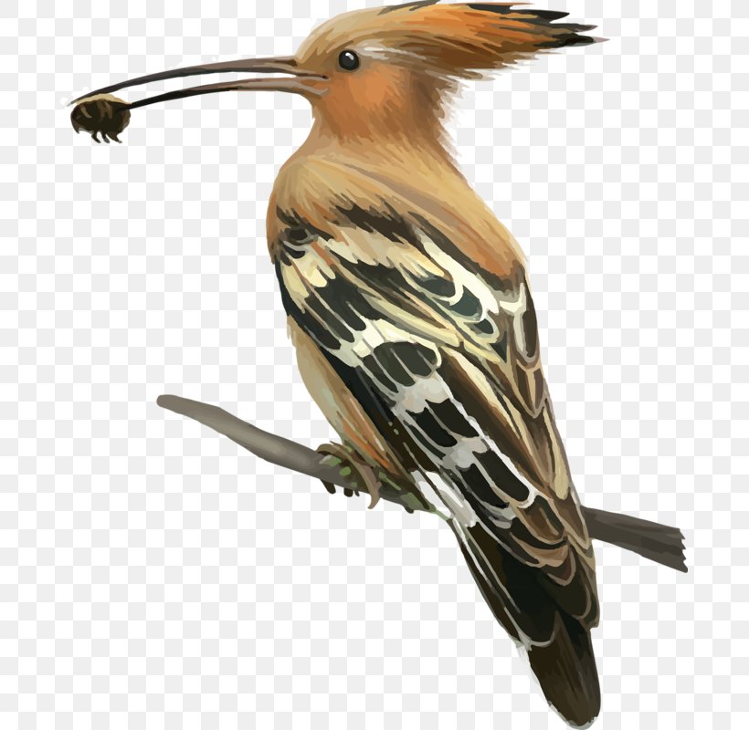 Bird Woodpecker Hoopoe Crane Stock Photography, PNG, 687x800px, Bird, Beak, Bird Migration, Crane, Cuculiformes Download Free