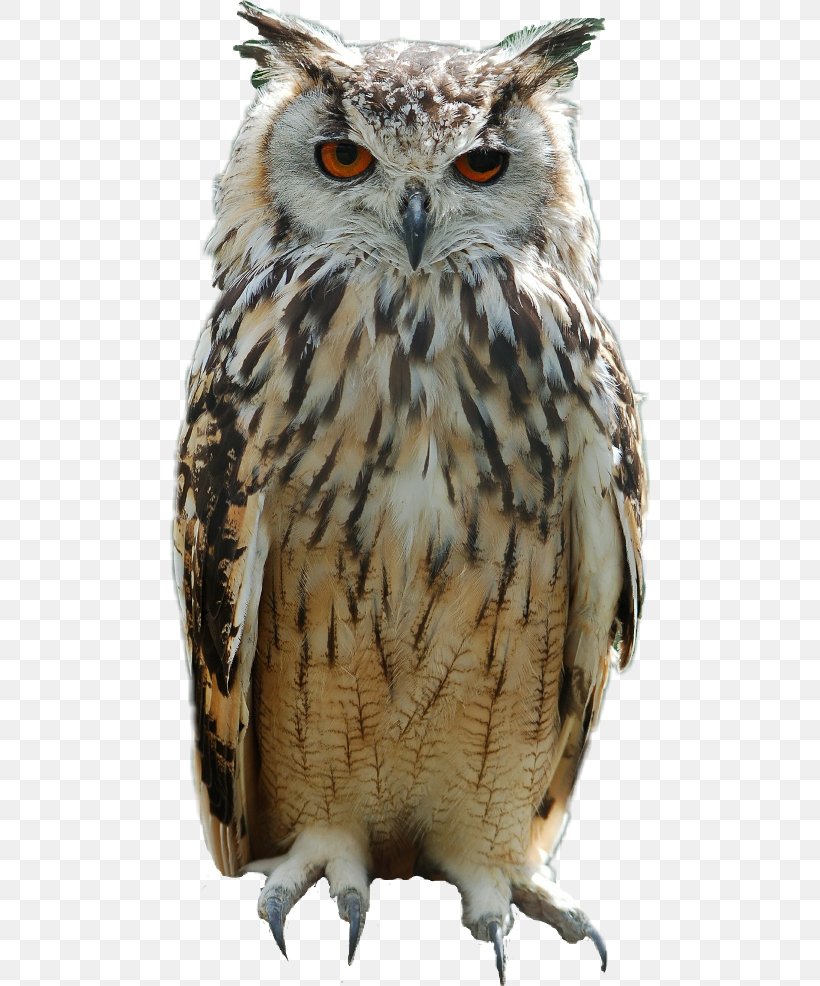 Great Horned Owl Bird Eurasian Eagle-owl Baby Owls, PNG, 480x986px, Owl, Animal, Baby Owls, Beak, Bird Download Free