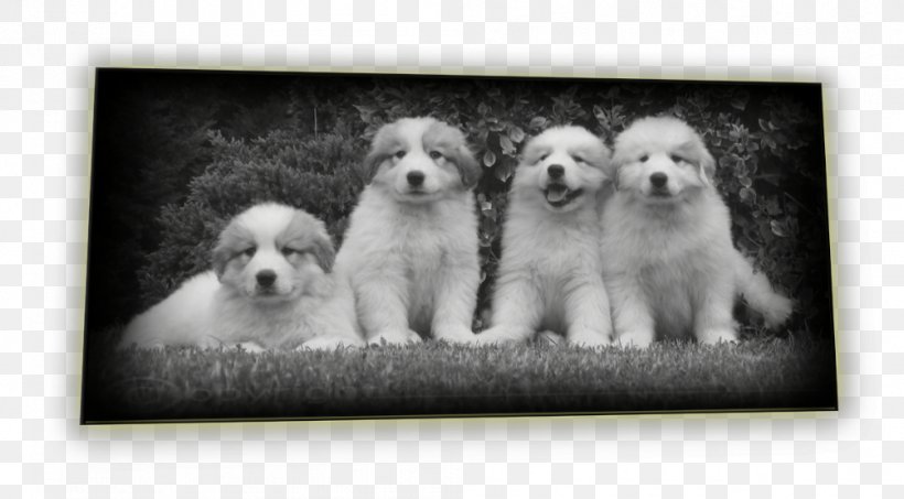 Schnoodle Great Pyrenees Puppy Goldendoodle Dog Breed, PNG, 1004x555px, Schnoodle, Beauceron, Black And White, Breed, Breed Group Dog Download Free