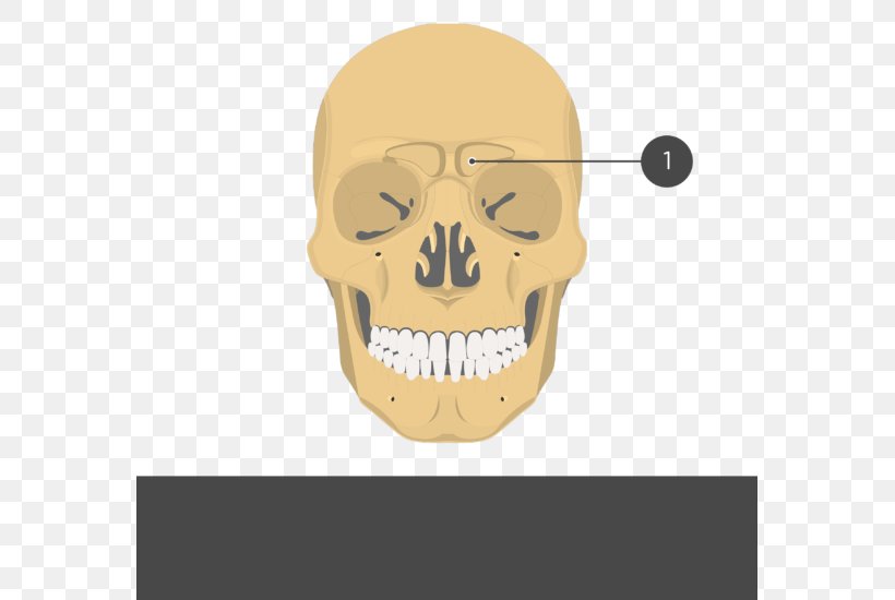 Zygomatic Bone Zygomatic Process Of Temporal Bone Frontal Bone Zygomatic Arch, PNG, 569x550px, Zygomatic Bone, Bone, Frontal Bone, Frontal Process Of Maxilla, Frontalis Muscle Download Free