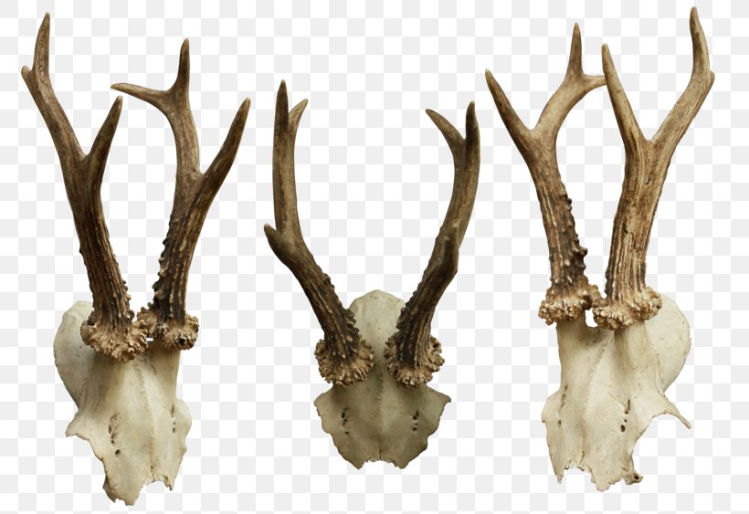 Animal Skulls Bone, PNG, 800x563px, Animal Skulls, Animal Product, Antler, Bone, Deer Download Free