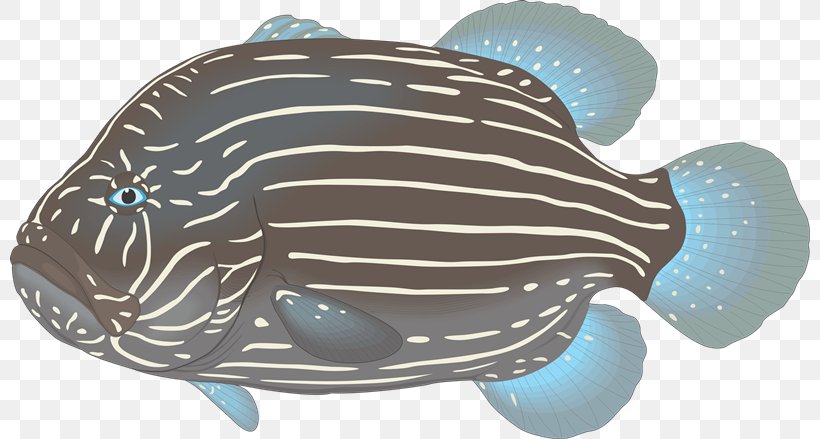 Aquarium Ornamental Fish Clip Art, PNG, 800x439px, Aquarium, Animal, Cdr, Digital Image, Fish Download Free