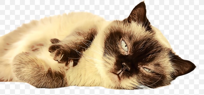 Cat Small To Medium-sized Cats Birman Himalayan Ragdoll, PNG, 2924x1368px, Watercolor, Balinese, Birman, Cat, Himalayan Download Free