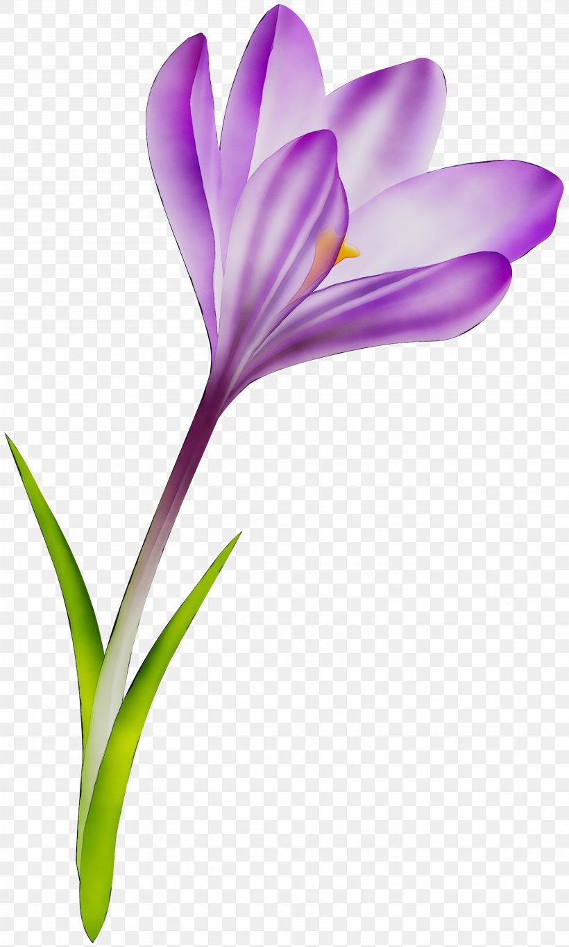 Crocus M / 0d Saffron Bud Herbaceous Plant, PNG, 3488x5800px, Crocus, Botany, Bud, Cretan Crocus, Cut Flowers Download Free