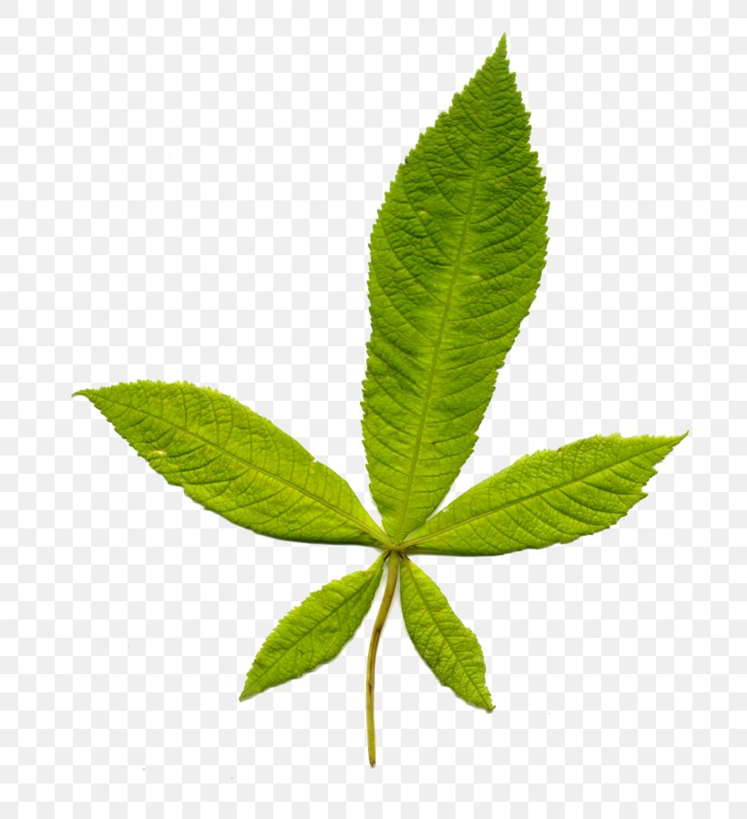 Leaf European Horse-chestnut European Beech Plant Stem Tree, PNG, 758x899px, Leaf, Aesculus, Ash, Beech, Beech Family Download Free