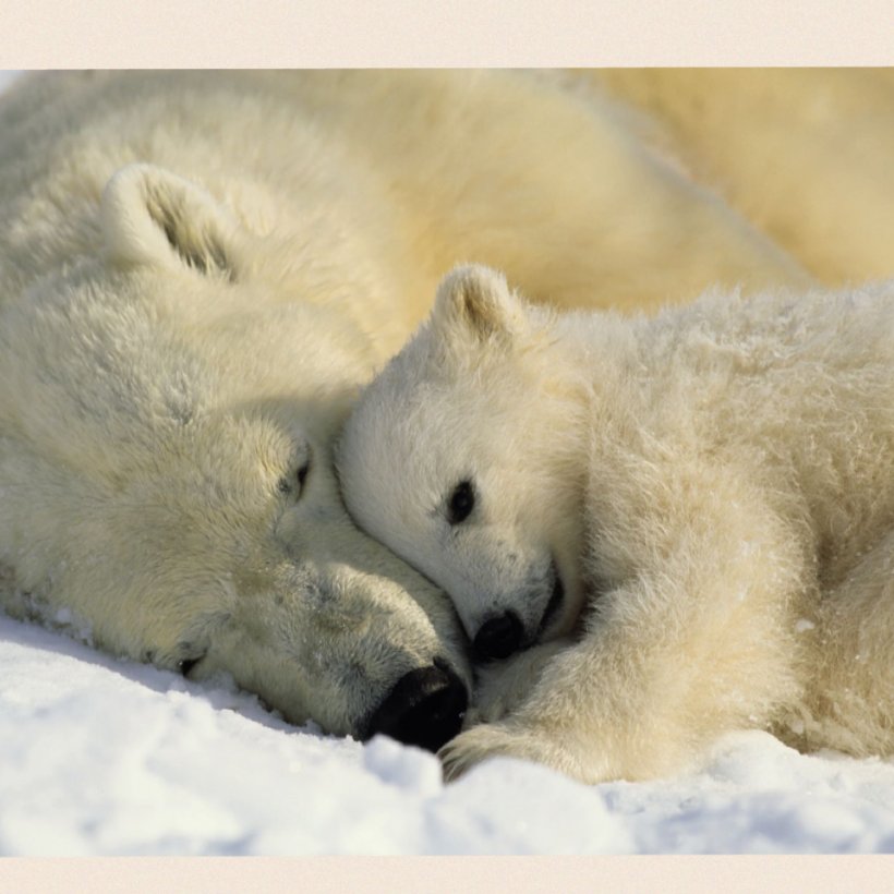 Baby Polar Bears Hellabrunn Zoo, PNG, 960x960px, Polar Bear, Animal, Arctic, Baby Polar Bear, Baby Polar Bears Download Free