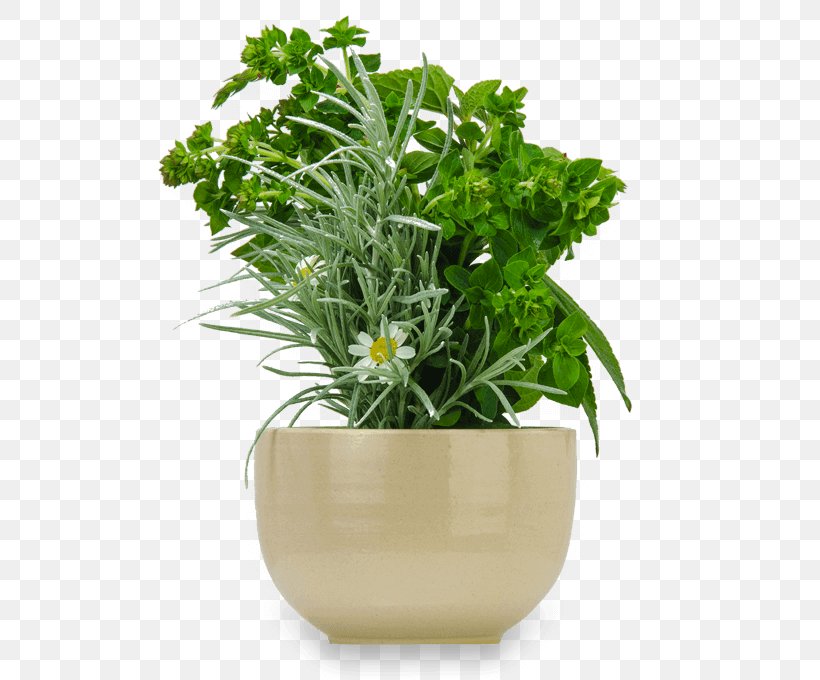 Flowerpot Ceramic Succulent Plant Saucer Tray, PNG, 620x680px, Flowerpot, Ceramic, Decorative Arts, Garden, Herb Download Free