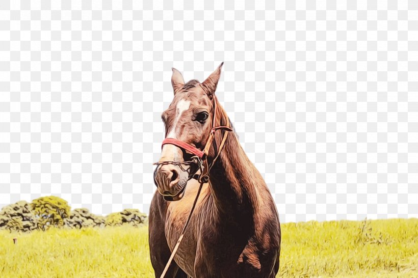 Horse Grassland Pasture Sorrel Stallion, PNG, 2250x1500px, Watercolor, Bridle, Ecoregion, Grassland, Horse Download Free