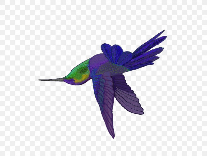 Hummingbird M Parrot Beak Feather, PNG, 1350x1020px, Hummingbird, Beak, Bird, Feather, Hummingbird M Download Free