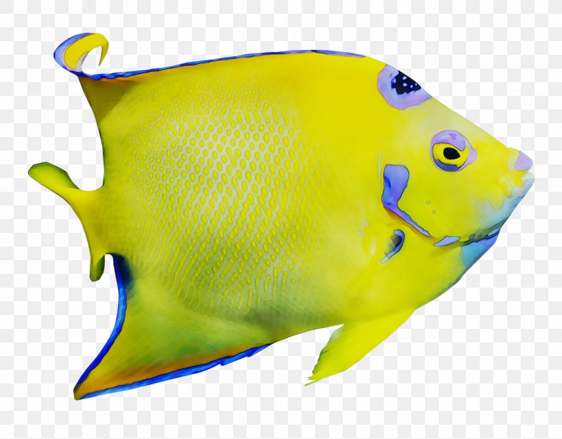 My First Fishes, PNG, 1979x1548px, Marine Biology, Biology, Bonyfish, Butterflyfish, Ebook Download Free