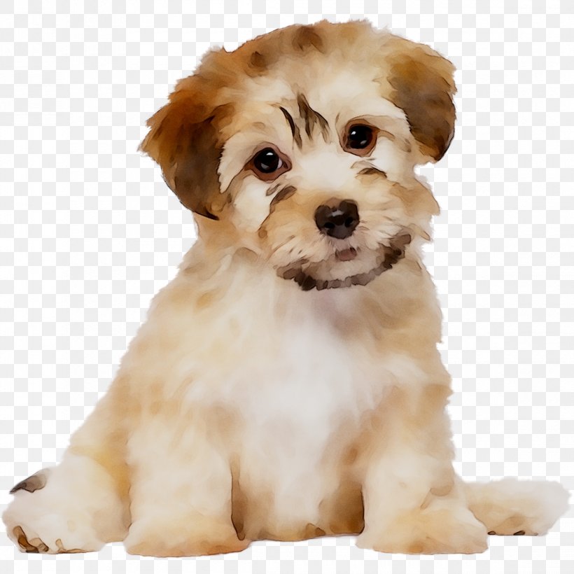Schnoodle Cavapoo Dog Breed Havanese Dog Little Lion Dog, PNG, 1160x1160px, Schnoodle, Breed, Canidae, Carnivore, Cavachon Download Free