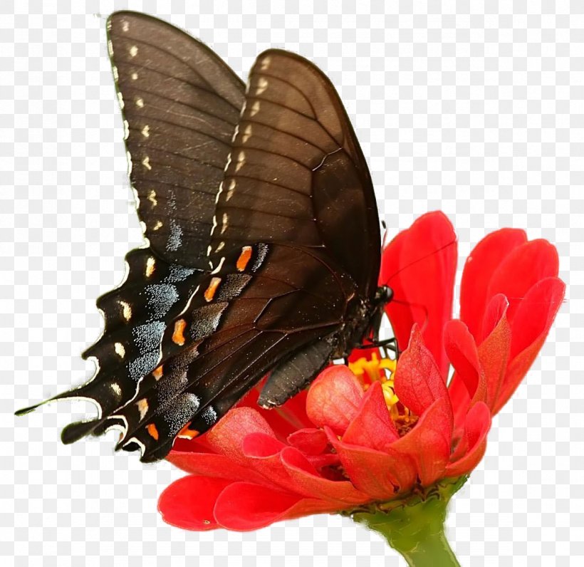 Butterfly Insect Chrysanthemum U8776u604bu82b1, PNG, 1174x1140px, Watercolor, Cartoon, Flower, Frame, Heart Download Free