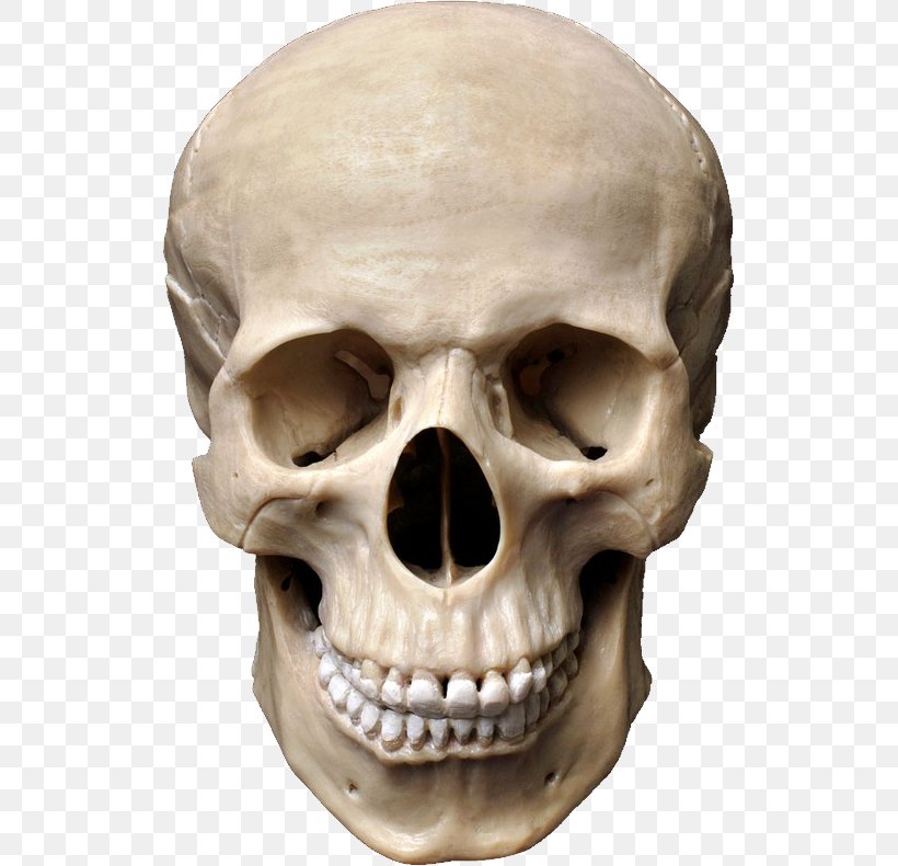 Human Skull Symbolism Stock Photography Anatomy, PNG, 523x790px, Skull, Anatomy, Bone, Head, Human Skeleton Download Free