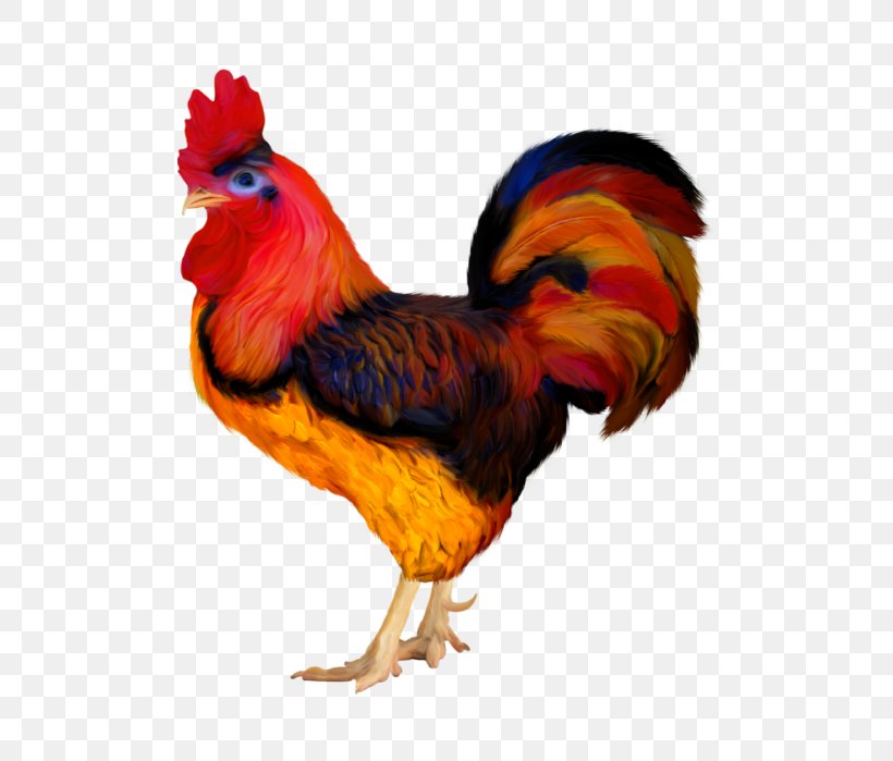 Rooster Chicken Clip Art Adobe Photoshop Bird, PNG, 494x699px, Rooster, Beak, Bird, Chicken, Feather Download Free