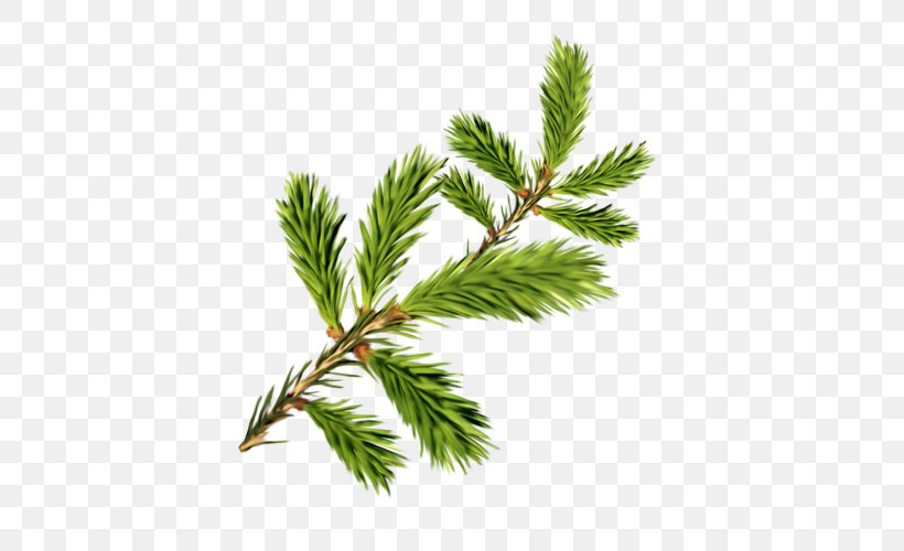 Spruce Fir Pine Clip Art, PNG, 500x500px, Spruce, Branch, Christmas, Christmas Ornament, Conifer Download Free