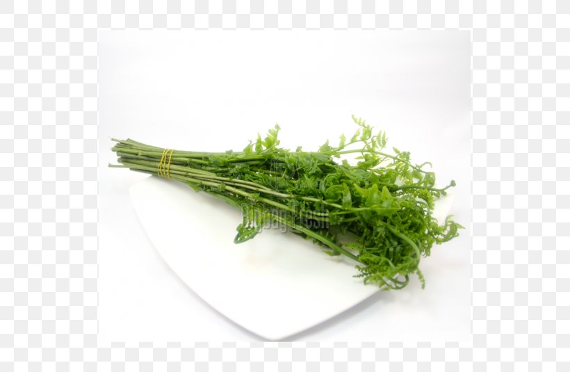 Diplazium Esculentum Fiddlehead Fern Herb Leaf, PNG, 535x535px, Diplazium Esculentum, Brassica Juncea, Edible Mushroom, Fennel, Fern Download Free