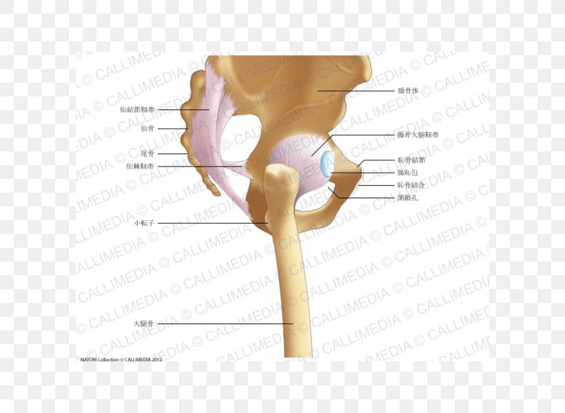 Iliopectineal Line Hip Pelvis Iliofemoral Ligament Anatomy, PNG, 600x600px, Iliopectineal Line, Anatomy, Anterior Inferior Iliac Spine, Arm, Bone Download Free