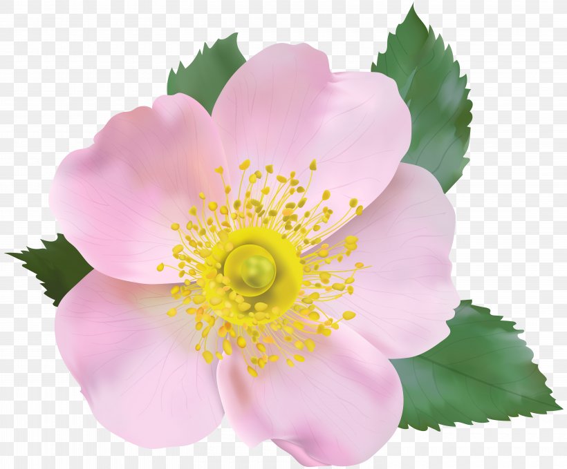 Image File Formats Lossless Compression, PNG, 6000x4974px, Flower, Annual Plant, Askartelu, Basketball, Blossom Download Free