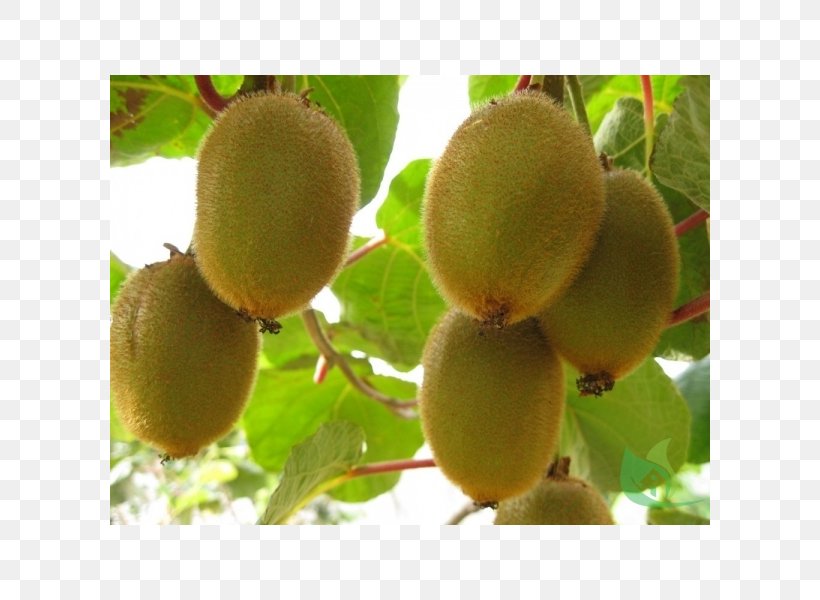 Kiwifruit Actinidia Deliciosa Hardy Kiwi Fruit Tree, PNG, 600x600px, Kiwifruit, Actinidia Deliciosa, Apple, Bonsai, Common Plum Download Free