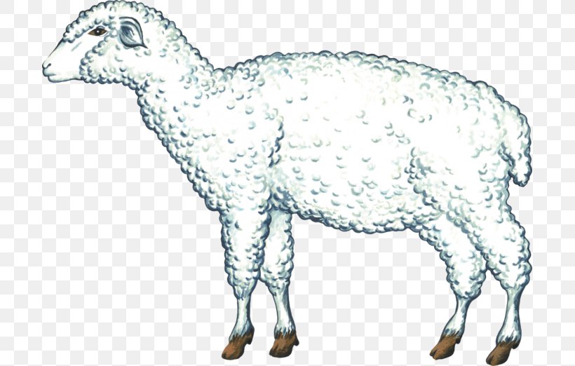 Sheep Goat Cattle Clip Art, PNG, 699x522px, Sheep, Animal Figure, Camel Like Mammal, Cartoon, Cattle Download Free