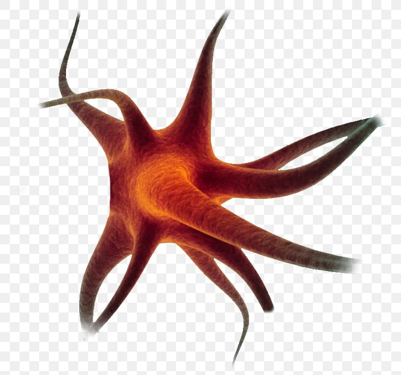 Starfish Neuron Cell Nerve, PNG, 806x768px, Starfish, Cell, Echinoderm, Invertebrate, Marine Invertebrates Download Free