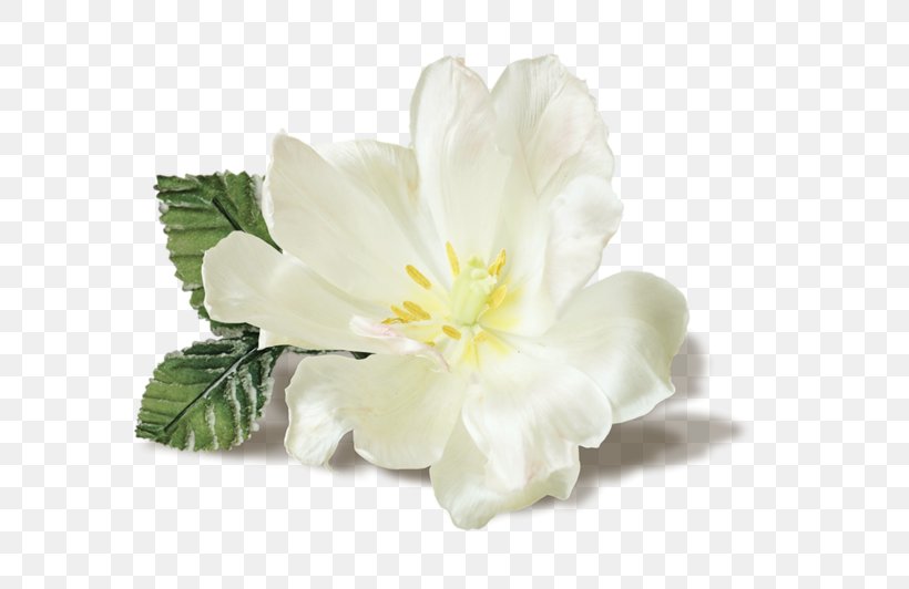 Synthetic Musk Flower Musk Stick Jasmine, PNG, 800x532px, Musk, Cut Flowers, Flavor, Flower, Flowering Plant Download Free