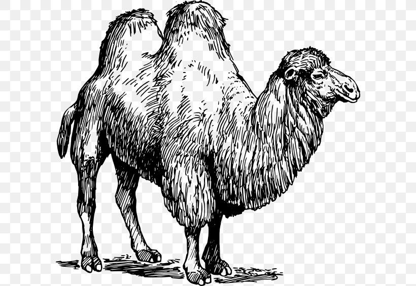 United States Camel Llama Vicuxf1a Sheep, PNG, 600x564px, United States, Animal, Arabian Camel, Beak, Black And White Download Free