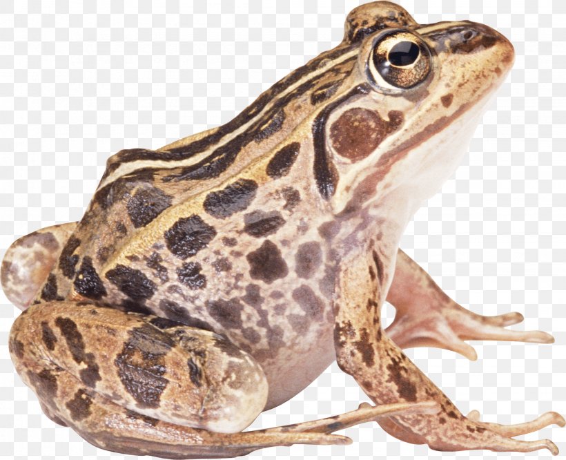 Common Frog Amphibian, PNG, 2044x1661px, Frog, Amphibian, Common Frog, Fauna, Image File Formats Download Free