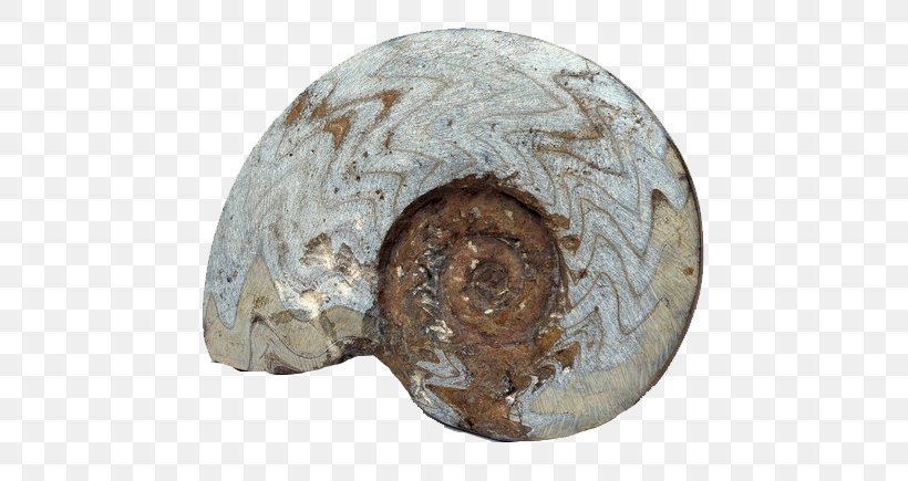 Fossil Rock Nautilidae Petrifaction, PNG, 610x435px, Fossil, Amber, Ammonites, Artifact, Bizi Prehistoriko Download Free