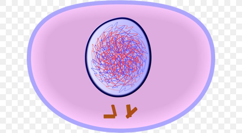 Interphase Cell Cycle Mitosis Cell Division, PNG, 640x452px, Interphase, Anaphase, Blue, Cell, Cell Cycle Download Free