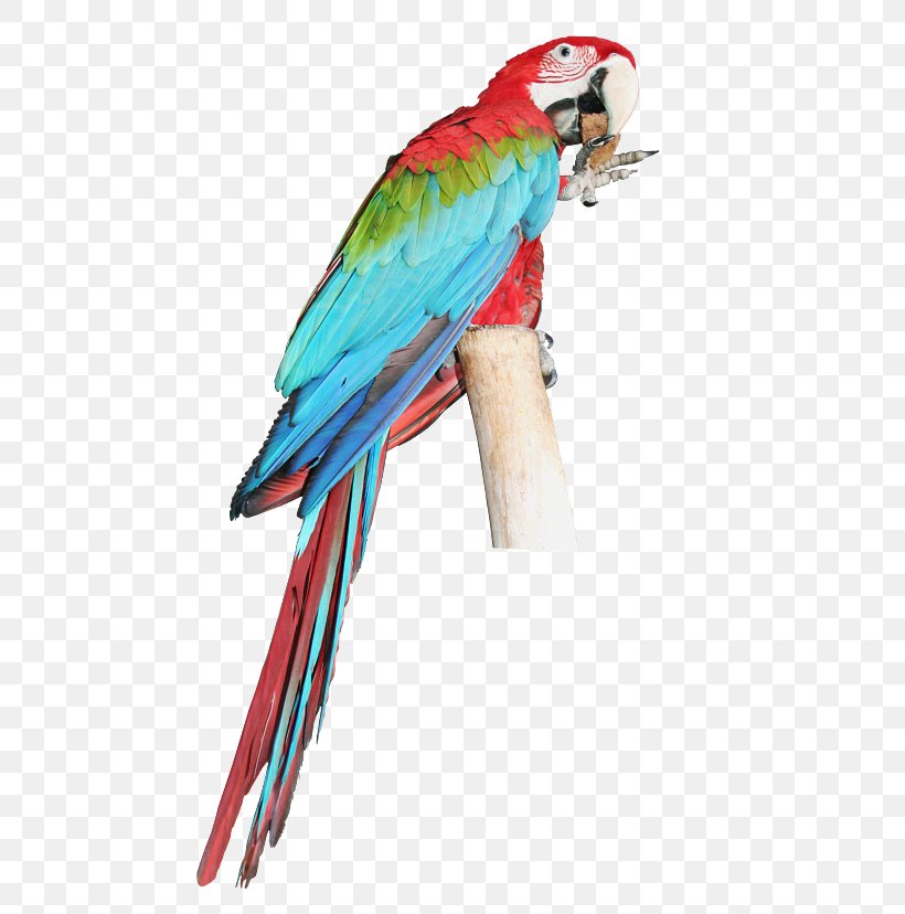 Parrot Bird Budgerigar Macaw Parakeet, PNG, 706x828px, Parrot, Beak, Bird, Budgerigar, Catalina Macaw Download Free