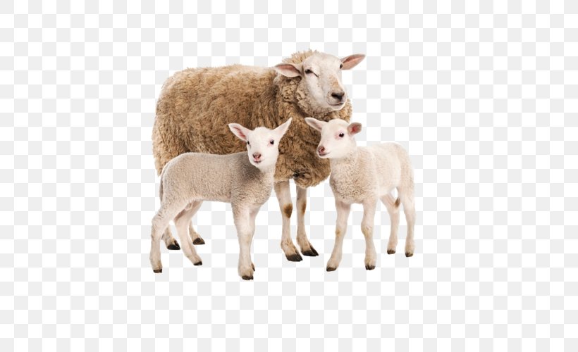 Sheep Goat Charolais Cattle Limousin Cattle Beef Cattle, PNG, 500x500px, Sheep, Beef Cattle, Caprinae, Cattle, Charolais Cattle Download Free