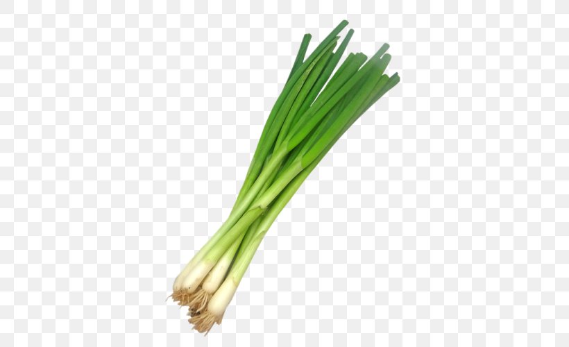 Welsh Onion Scallion Leek Vegetable, PNG, 500x500px, Onion, Allium, Amaryllis Family, Chives, Flowering Plant Download Free