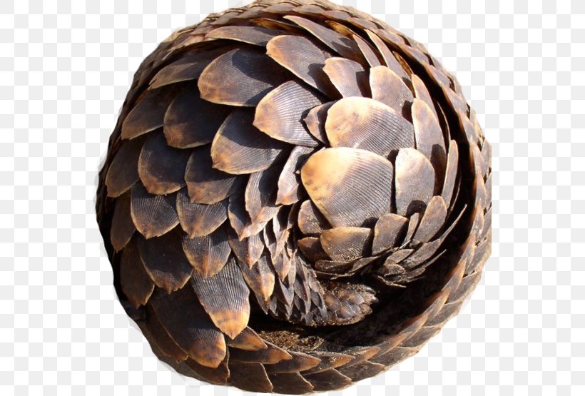 Anteater Armadillo Scale Mammal Philippine Pangolin, PNG, 559x555px, Anteater, Animal, Armadillo, Armadillo Girdled Lizard, Armour Download Free