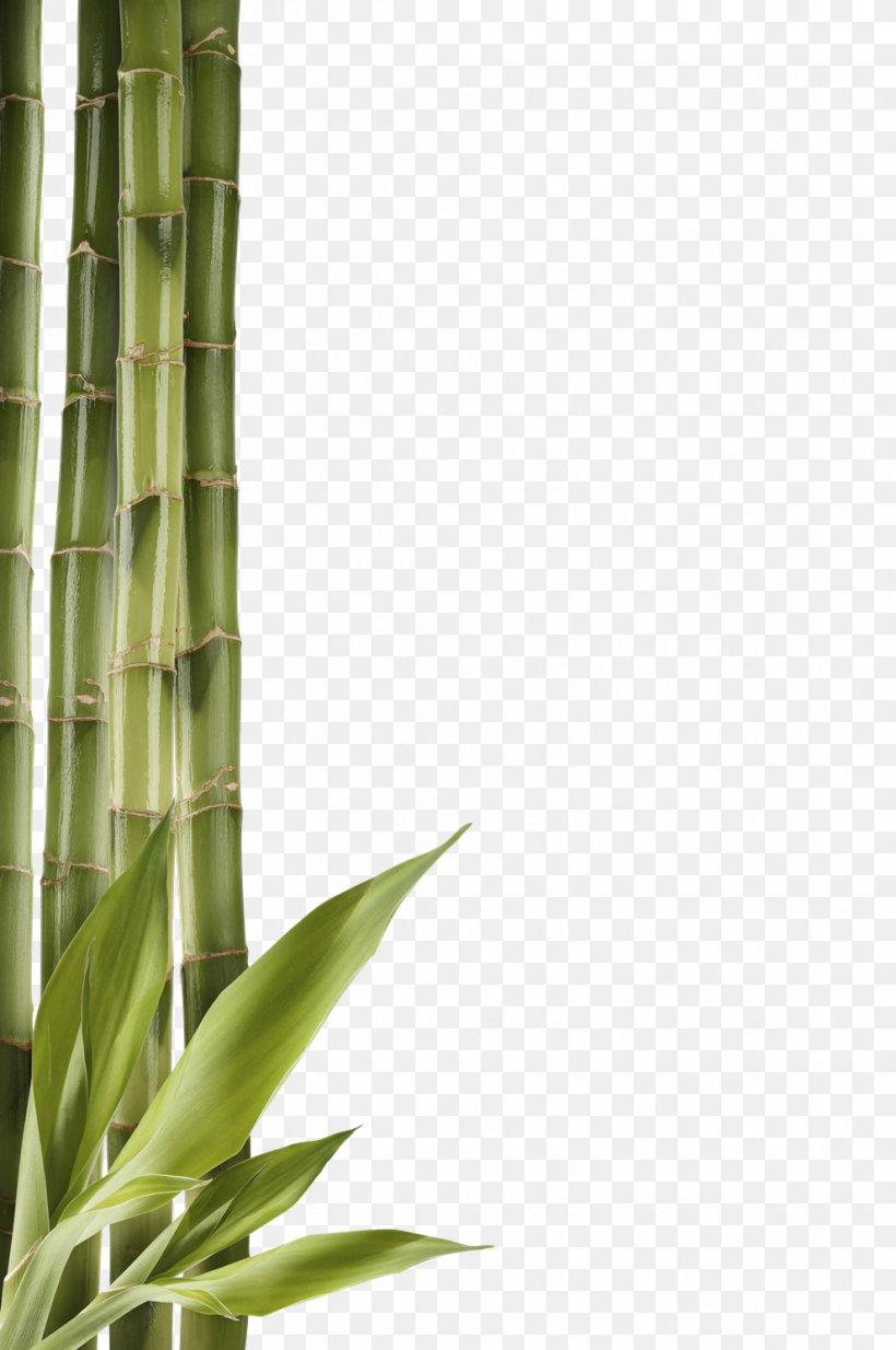 Bamboo Clip Art, PNG, 990x1490px, Bamboo, Color, Grass, Grass Family, Grasses Download Free