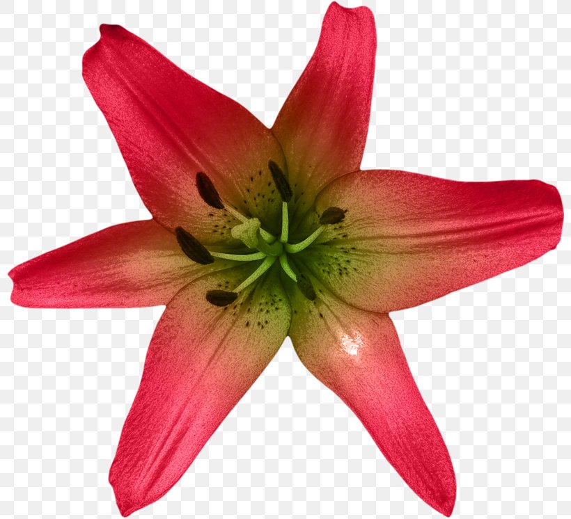 Flower Lilium Plant Liliaceae Daylily, PNG, 800x746px, Flower, Amaryllis Belladonna, Benzersiz, Chrysanthemum, Daylily Download Free
