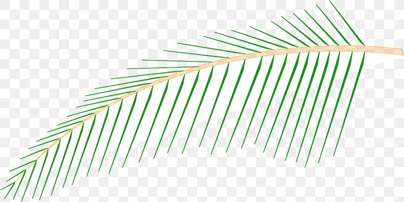 Line Grasses Angle, PNG, 1280x642px, Grasses, Arecaceae, Family, Grass, Grass Family Download Free