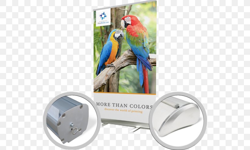 Macaw Bird Advertising Beak Feather, PNG, 541x493px, Macaw, Advertising, Beak, Bird, Bird Supply Download Free