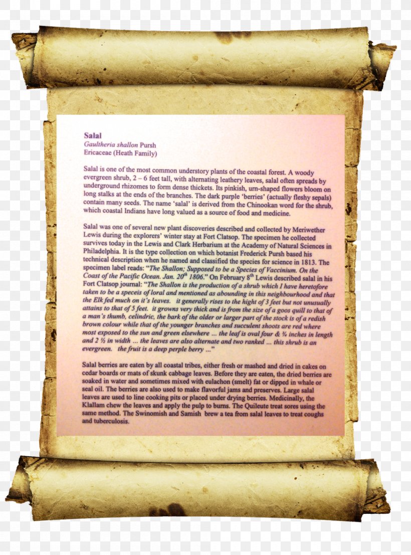 Paper Parchment Scroll, PNG, 1000x1350px, Paper, Altium, Computer Software, Organization, Parchment Download Free