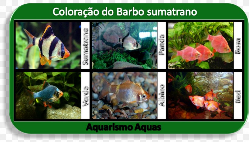 Tiger Barb Fish Aquariums Puntius, PNG, 1600x912px, Tiger Barb, Aquarium, Aquariums, Barb, Collage Download Free
