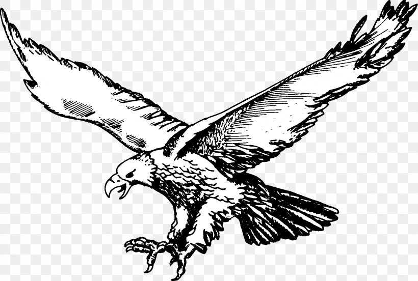 Bald Eagle National Secondary School Hahn Air Base Philadelphia Eagles Basketball, PNG, 1687x1137px, Bald Eagle, Accipitriformes, Art, Basketball, Beak Download Free