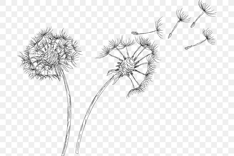 Drawing Common Dandelion Clip Art, PNG, 698x549px, Drawing, Artwork, Black And White, Branch, Common Dandelion Download Free