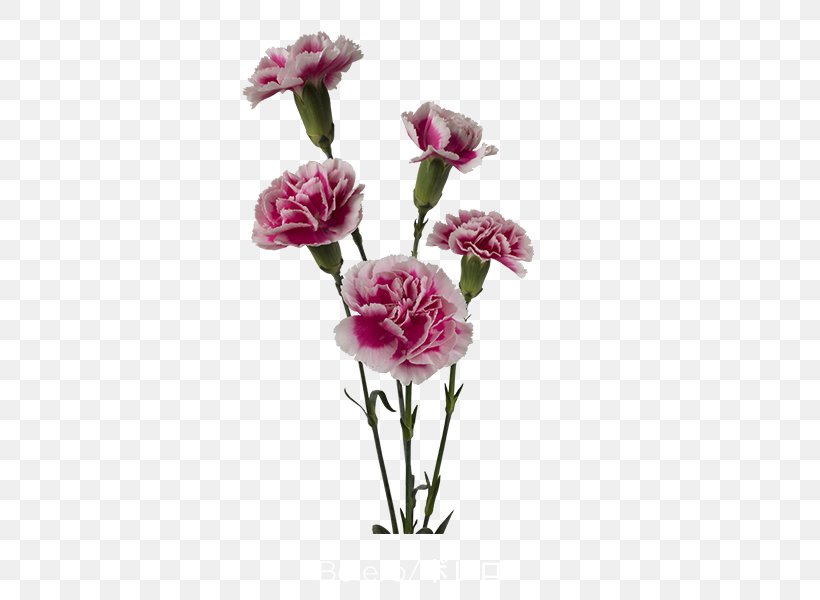 Garden Roses Carnation Cabbage Rose Cut Flowers Pink, PNG, 600x600px, Garden Roses, Artificial Flower, Cabbage Rose, Carnation, Clove Download Free